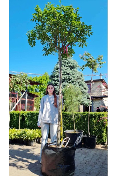 Ясен звичайний шароподібний Нана - конт-60л/вис.260-280см/Ø80-100см/ШТАМБ 200-220см/обхват 14-16см